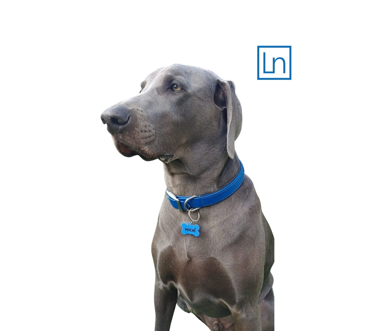 Médaillon d’Identification Personnalisé pour Collier Chien